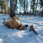 Profile Picture of Nella Anttonen (@nalle_possu) on Instagram