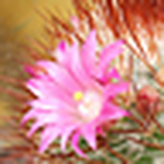 Profile Picture of Maya  Rodríguez Diaz (@mayarod) on Flickr