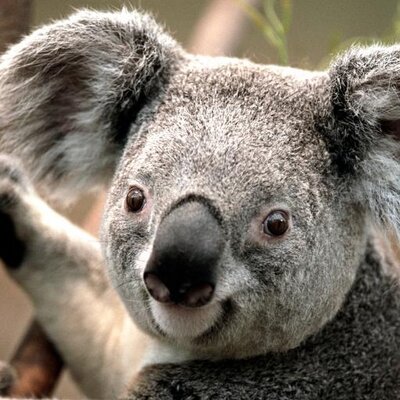 Profile Picture of Angela Tipton (@angelaanniebug) on Twitter