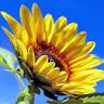 Profile Picture of Becky Majors (@beckym0927) on Pinterest