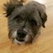 Profile Picture of nancy schlink (@nancyschlink) on Pinterest