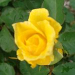 Profile Picture of Dawn Fife (@dawn.fife) on Instagram