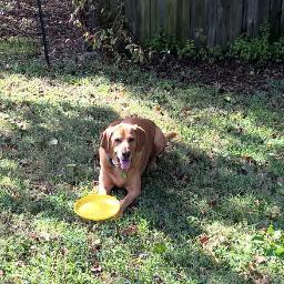 Profile Picture of Michael Grimm (@michaelgrimm22) on Twitter