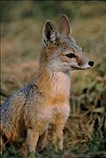 Profile Picture of Kit foxon Wikipedia