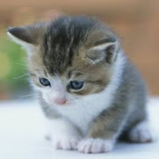 Profile Picture of Dima Khatib (@dimakhatib5197) on Youtube