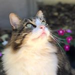 Profile Picture of Ｄｏｕｇ Ｂａｕｅｒ (@dougthebigcat) on Instagram