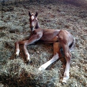 Profile Picture of Sandy Shiner-Swanson (@Sandy926991) on Twitter