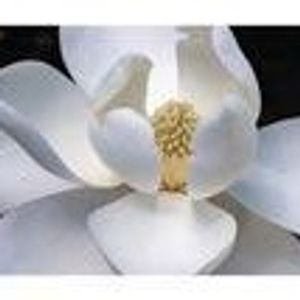 Amelia Godinez - Myspace Profile Picture of Amelia Godinez (@mommamelia) on Myspace