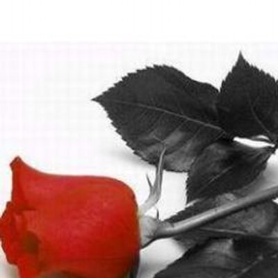 Profile Picture of Alma Olmedo (@AlmaOlm) on Twitter