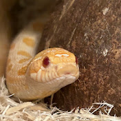 Profile Picture of Joey Ray (@JoeyDeanRay) on Youtube