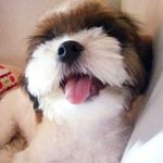 Profile Picture of Scott Pinheiro (@scottpinheiro2017) on Instagram