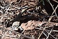 Profile Picture of Gray checkered whiptailon Wikipedia