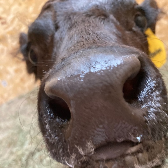 Profile Picture of Hailey Matthews (@missmoose05) on Poshmark