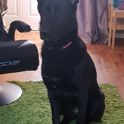 Profile Picture of Mark Kenyon (@MKfitness_) on Twitter