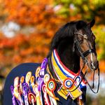 Profile Picture of Jill Bogers (@jillbogersdressage) on Instagram