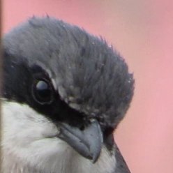 Profile Picture of Andrew Lyall (@LyallTx) on Twitter