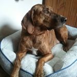 Profile Picture of Plotthound Sam (@samtheplott) on Instagram