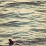 Profile Picture of Joseph (@pinelochotter) on Instagram