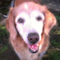 Profile Picture of Phyllis James (@@RescueMeCollars) on Tiktok