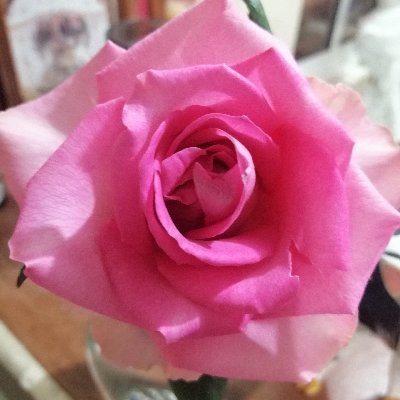 Profile Picture of Evelia Hernandez Lara (@eveliah16394714) on Twitter