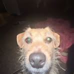 Profile Picture of Joshua Wolfe (@Joshua-Wolfe) on Facebook