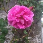 Profile Picture of Josephine Hynes (@josephine_hynes) on Instagram
