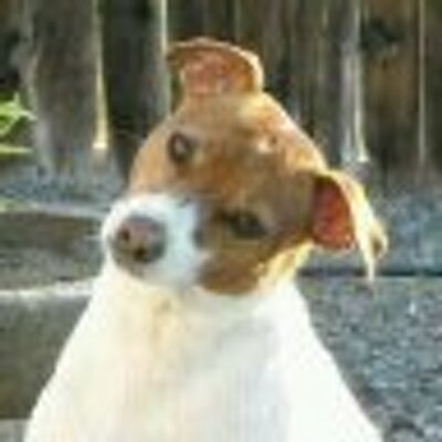 Profile Picture of Denise Bristow (@PatchDenise) on Twitter