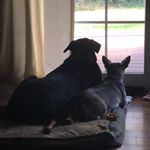 Profile Picture of We Love Bacon Treats🐶🥓 (@mickey_and_dottie_) on Instagram