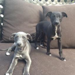 Profile Picture of Bert&Jasper O'Leary (@SuperWhippets) on Twitter