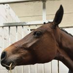 Profile Picture of 🍺🍺🍺🍺🍺🍺🍺 (@ch_hoogvelts) on Instagram