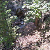 Profile Picture of Steven Thiele (@leafcherry) on Youtube