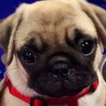 Profile Picture of Brad Campbell (@brad_c.0308) on Instagram