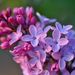 Profile Picture of Jolly Lane Floral (@jollylanefloral) on Pinterest