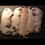 Profile Picture of Sean Barr-Klouman (@kyonkennels) on Instagram