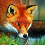 Ethan - Instagram Profile Picture of Ethan (@foxman922) on Instagram