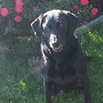 Profile Picture of Ginger (@gingerlwilhelm) on Instagram