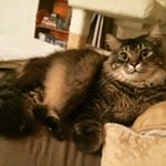 Profile Picture of Felix Hawkins 😸 (@frisky_felix) on Instagram