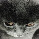 Profile Picture of James Ching (@jamesching) on Instagram