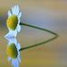 Profile Picture of sravani kundurthi (@sravanikundurthi3) on Pinterest