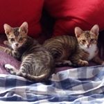 Profile Picture of Danny And Zack The Cats 😻 (@dannyzackcats) on Instagram