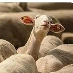 Profile Picture of Kassandra Quinteros (@funny.facts.questions.lifepost) on Instagram