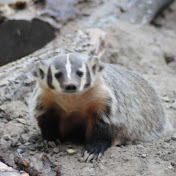 Profile Picture of Konkar The Badger Mech Pilot (@konkarthebadgermechpilot5374) on Youtube