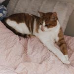 Profile Picture of max brady (@itsmax_thecutecat) on Instagram