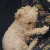 Monica Andino - Youtube Profile Picture of Monica Andino (@monicaandino8334) on Youtube