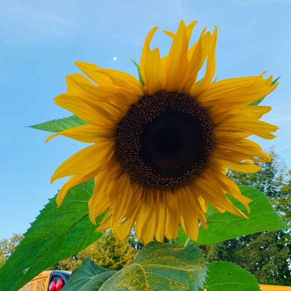 Profile Picture of Eleni Maltezos (@elenim2525) on Poshmark