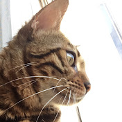 Profile Picture of Cat Dendle (@dog6167) on Youtube