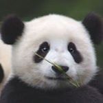 Profile Picture of Janet Sison (@janetsison111) on Instagram