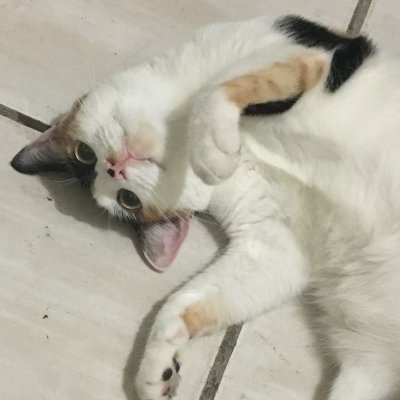 Profile Picture of Ted Hsu (@TedHsu9) on Twitter