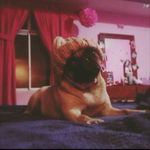 Profile Picture of PEGGY STONE (@itspeggythepug_) on Instagram