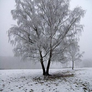 Tanya Bourque - Myspace Profile Picture of Tanya Bourque (@tgb_jb2003) on Myspace